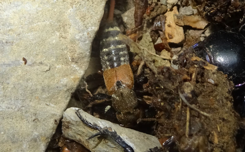 Platydracus flavopunctatus - Staphylinidae